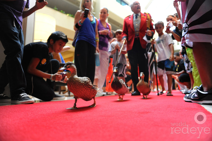 Peabody Ducks